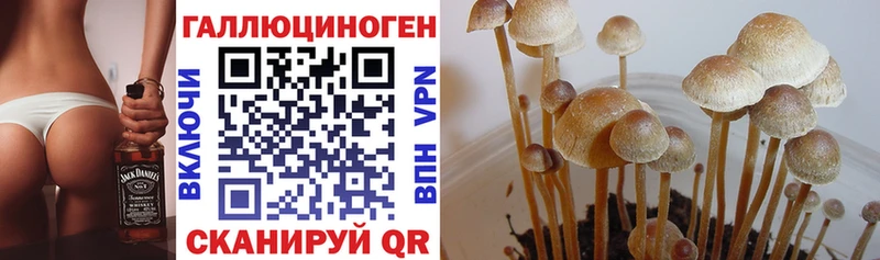 Псилоцибиновые грибы Psilocybine cubensis Орлов